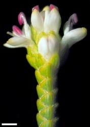 Veronica poppelwellii. Terminal inflorescence, showing anterior calyx lobes free for most of their length. Scale = 1 mm.
 Image: W.M. Malcolm © Te Papa CC-BY-NC 3.0 NZ